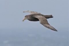 Macronectes giganteus