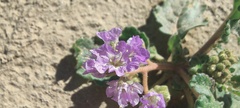 Phacelia crenulata ambigua