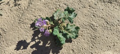 Phacelia crenulata ambigua