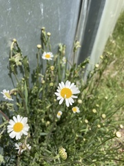 Anthemideae