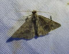 Frederickia s-signata