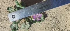 Phacelia crenulata ambigua