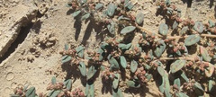 Euphorbia abramsiana