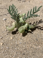 Astragalus geyeri geyeri