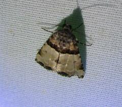 Cobubatha dividua