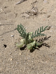 Astragalus geyeri geyeri
