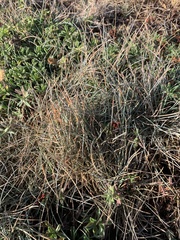 Festuca