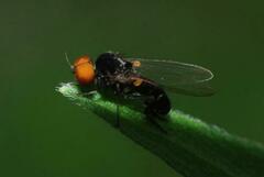Callomyia elegans