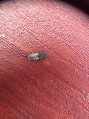 Oxycarenus hyalinipennis