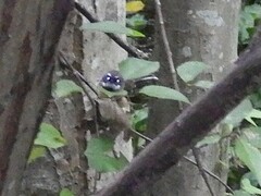 Rhipidura fuliginosa