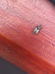 Oxycarenus hyalinipennis