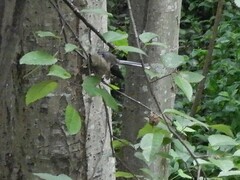 Rhipidura fuliginosa