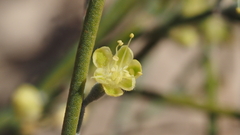 Eriogonum deserticola