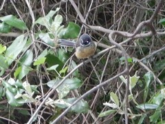 Rhipidura fuliginosa