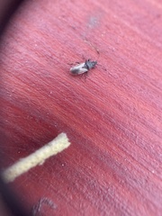 Oxycarenus hyalinipennis