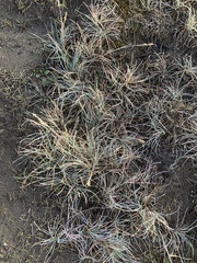 Festuca