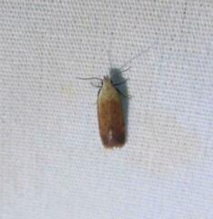Anacampsis fullonella