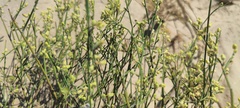 Eriogonum deserticola
