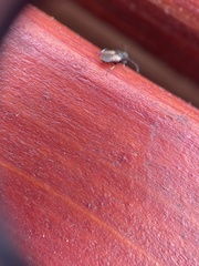 Oxycarenus hyalinipennis