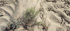 Eriogonum deserticola