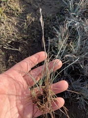 Festuca