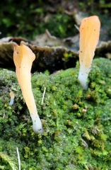 Multiclavula corynoides