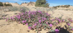 Abronia villosa villosa