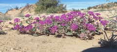 Abronia villosa villosa