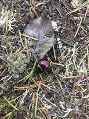 Trypocopris pyrenaeus