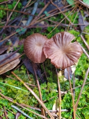 Collybiopsis villosipes