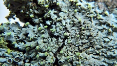 Phaeophyscia pusilloides