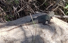Sceloporus torquatus