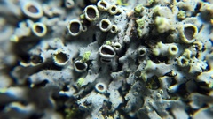 Phaeophyscia pusilloides