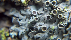 Phaeophyscia pusilloides