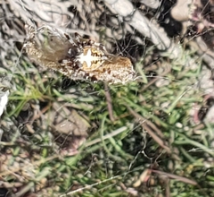 Neoscona orizabensis