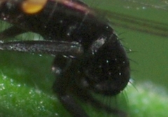 Callomyia elegans