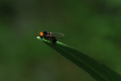 Callomyia elegans