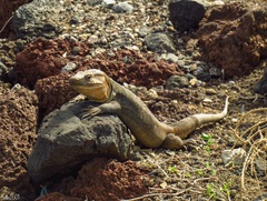 Gallotia stehlini