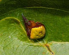 Araneus viridiventris