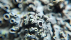 Phaeophyscia pusilloides