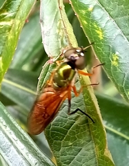 Sarginae
