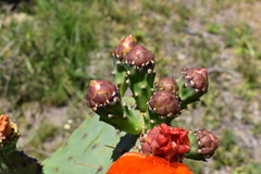 Opuntia megapotamica