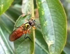 Sarginae