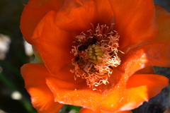 Opuntia megapotamica