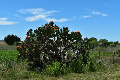 Opuntia megapotamica
