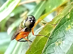 Sarginae