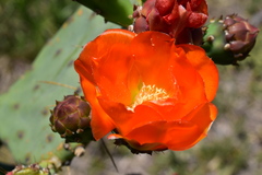 Opuntia megapotamica