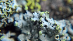 Phaeophyscia pusilloides