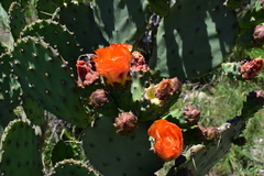 Opuntia megapotamica