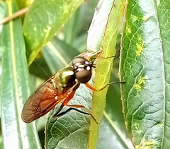 Sarginae